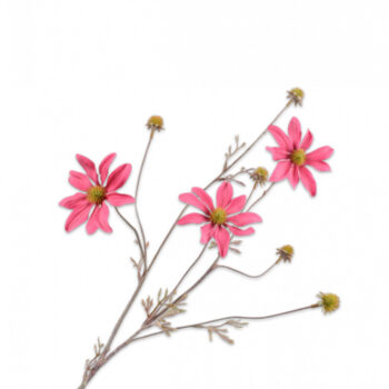 18880007 bloem roze.jpg